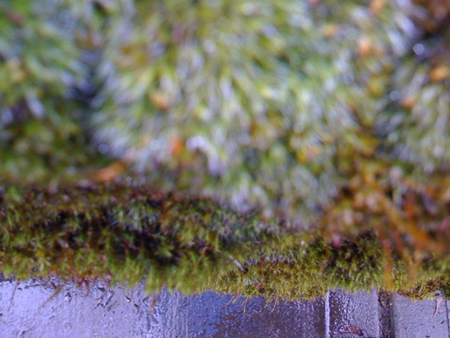 Faerie Moss, View Two