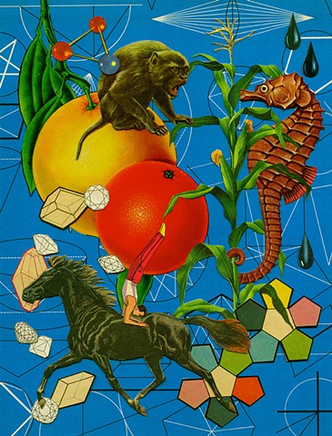 seahorse monkey horses fruit geometry tetradedron collage
