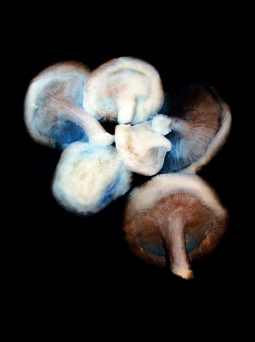 Untitled (Mushrooms, 1)