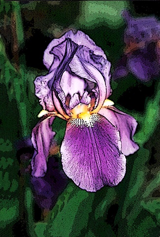 iris, flowers, purple flowers, flora