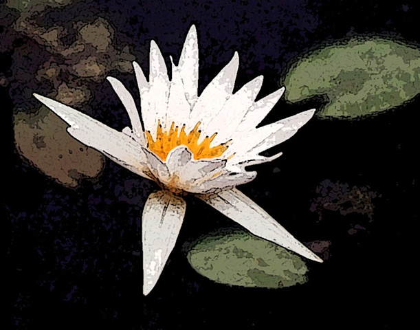 waterlily, water lily, water plants, flora, flowers, white flowers