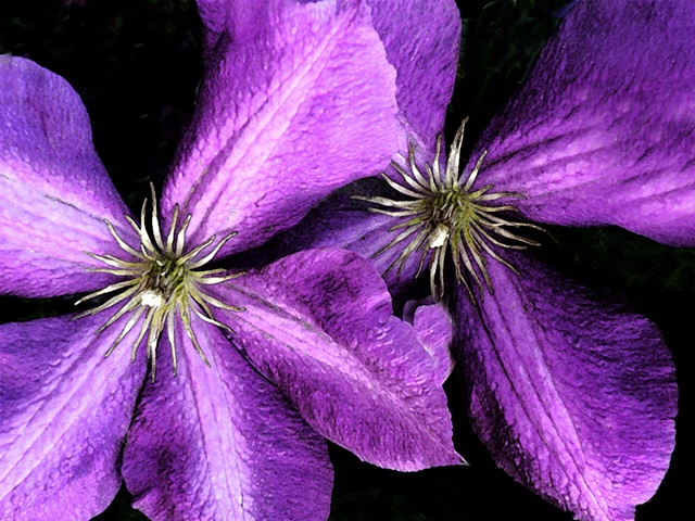 clematis, purple flower, flora, flowers, vining flowers, purple vining flowers