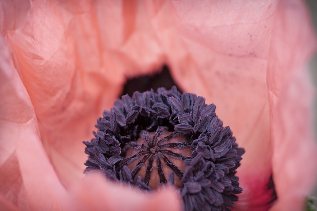 Pink Abstract Poppy