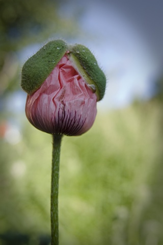 Pink Poppy with Hat