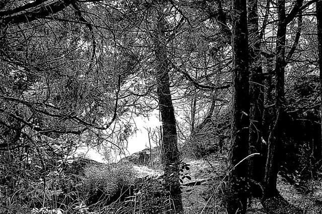 Grove by the Sea in Black and White
