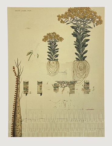 Altered Botanical Prints