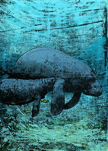 A Manatee And Her Calf