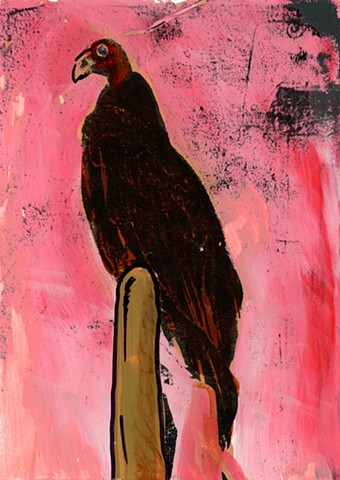 Turkey Vulture