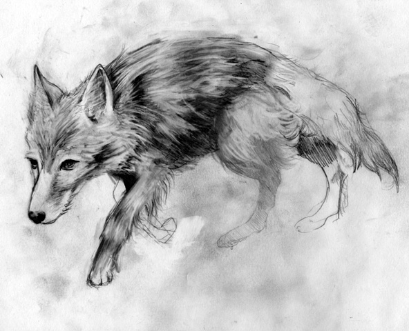 Coyote Sketch