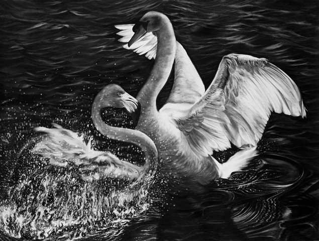 Flamingo vs. Swan