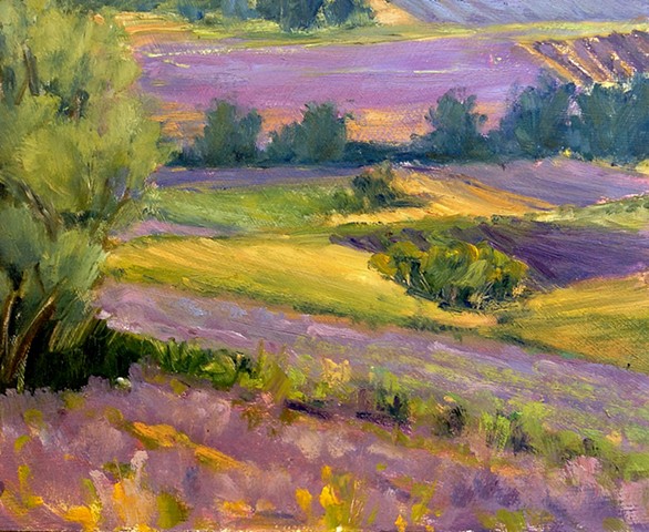 Patches of Purple in Provence, Lavender Fields at Sault 2014