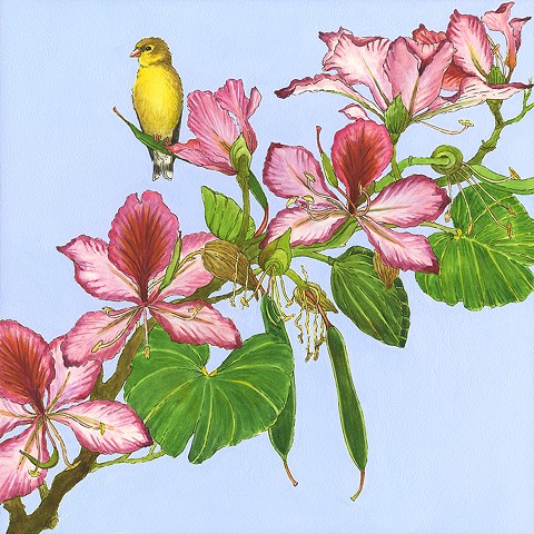 finch, yellow finch, goldfinch, pink flower tree, pink blossoms, blossom, flowery, flowered tree, pink flowers, pods, birds, birds in art