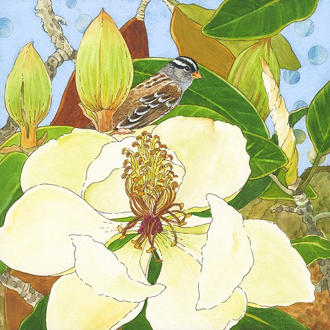 sparrow, white crowned sparrow, birds, birds in art, magnolia, magnolia tree, trees