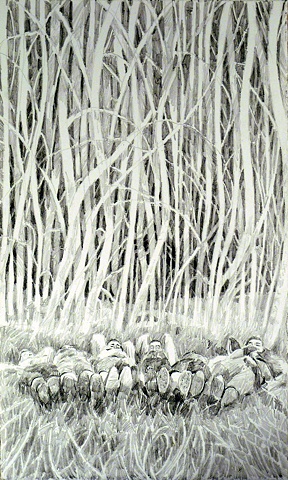 White Birches, Graphite on Arches Paper, 7 x 11in