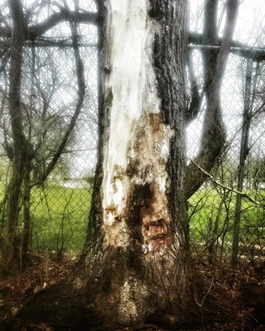 Tree with Lightning Scar