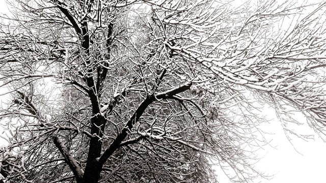 Snow Reveals the Structure of Nature