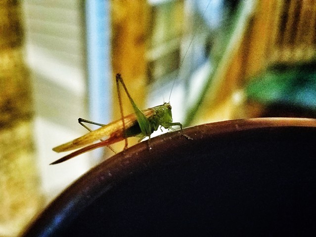 Coffee cup visitor