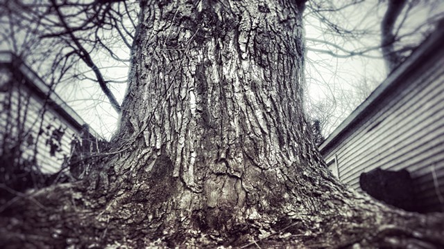 The Largest Tree in my Neighborhood
