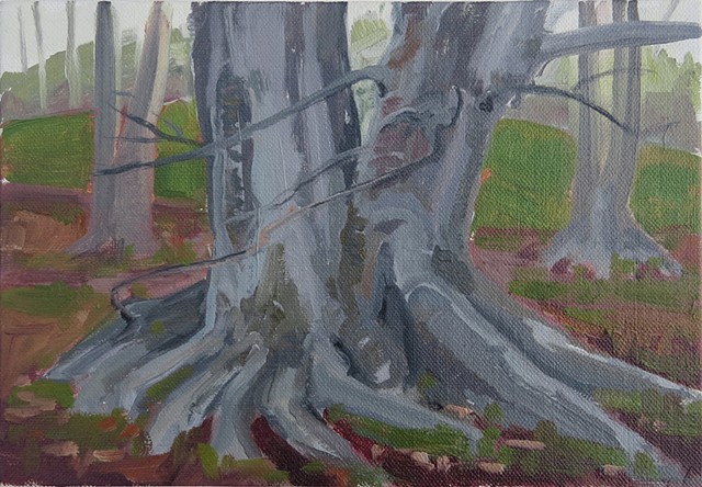 Tree Study, Crane Estate, Ipswich, Mass
