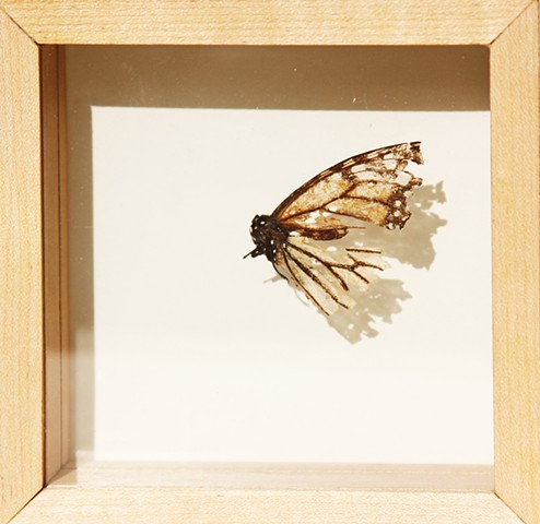 This piece is using humor in an abject way. It uses the moment created by the humor to create a site to discuss the actual state, that this butterfly, and most butterflies find themselves in, at the end of their life cycle.