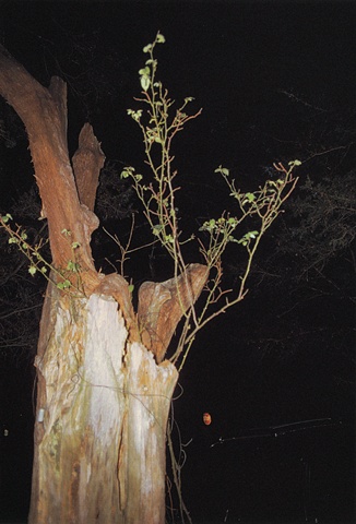 MORTON, MISSISSIPPI (BLASTED TREE)