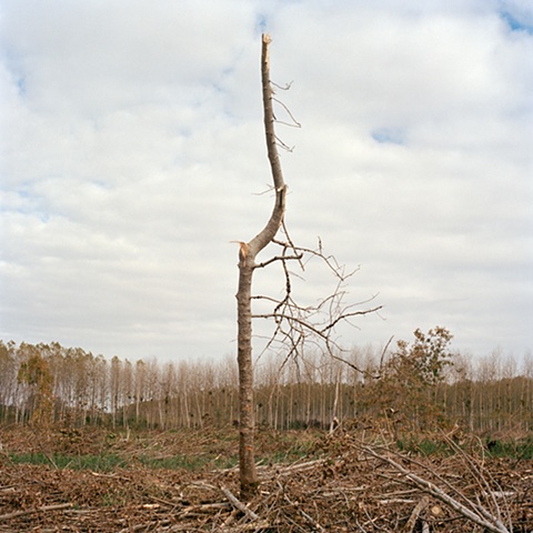 Untitled from the series The Earth Swallowed (2011 in progress)