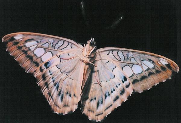 Butterfly Under 