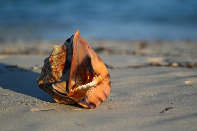 Conch Shell 1