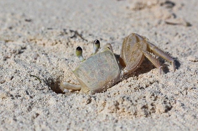 Sand Crab 1