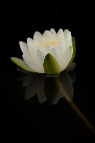 Water Lily