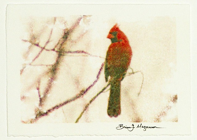 northern cardinal fine art photograph