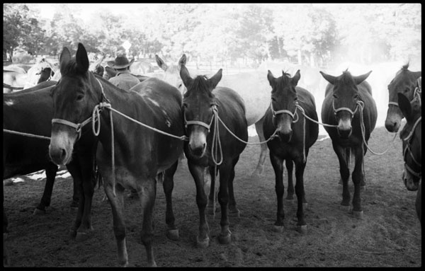 Mules roped together
