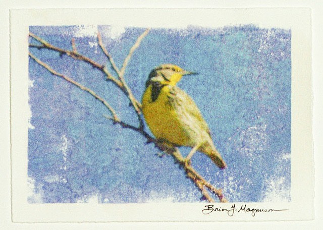 fine art photograph of western meadowlark