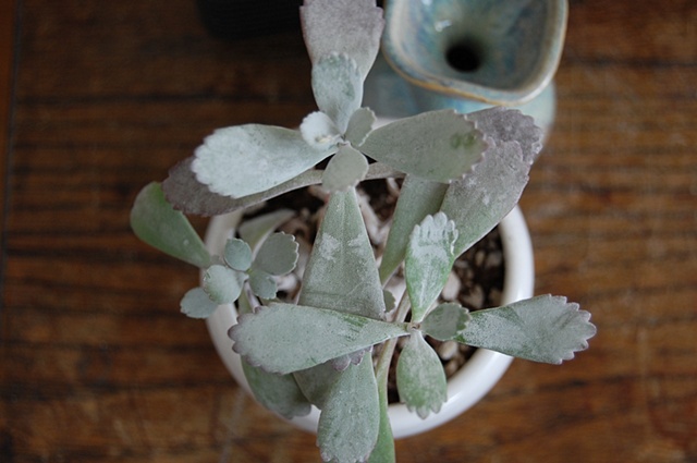 succulents 