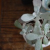 succulents 