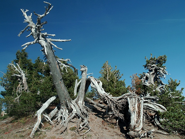 Crater Lake Trees