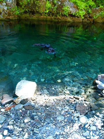 A Swim Opal Creek