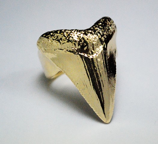Giant gold shark tooth ring.Jewelry by Jennifer Tull Westberg