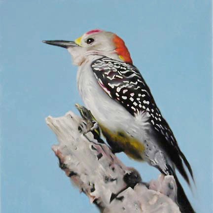 Golden-fronted Woodpecker