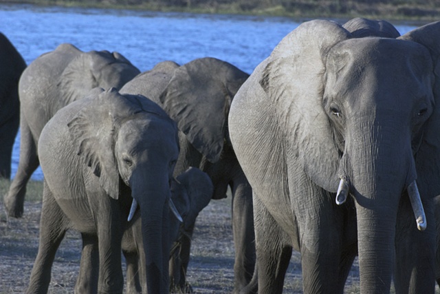 Loxodonta africana