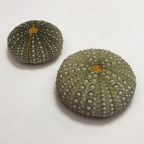 Sea Urchin Bed detail 1