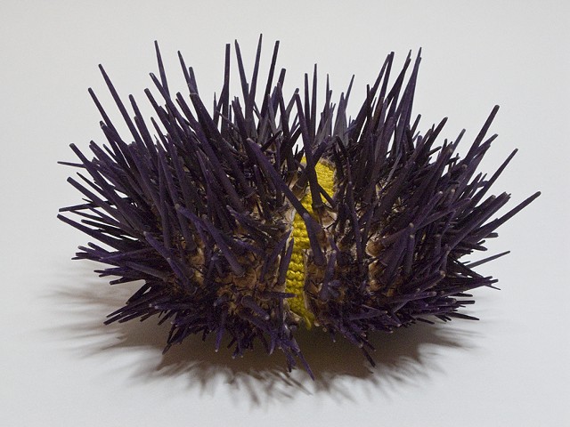 Sea Urchin Bed detail 4