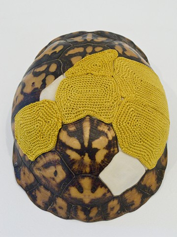 Turtleshell closeup