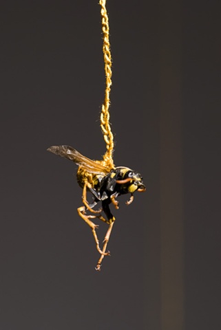 wasp detail 2