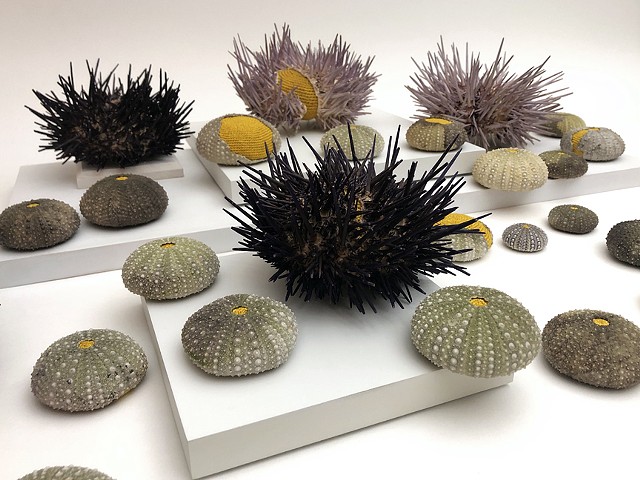 Sea Urchin Bed sideview 2