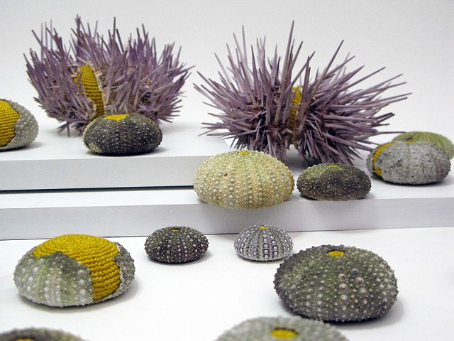 Sea Urchin Bed close up 4