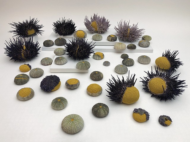 Sea Urchin Bed