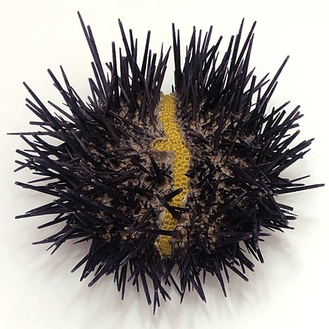 Sea Urchin Bed detail 5