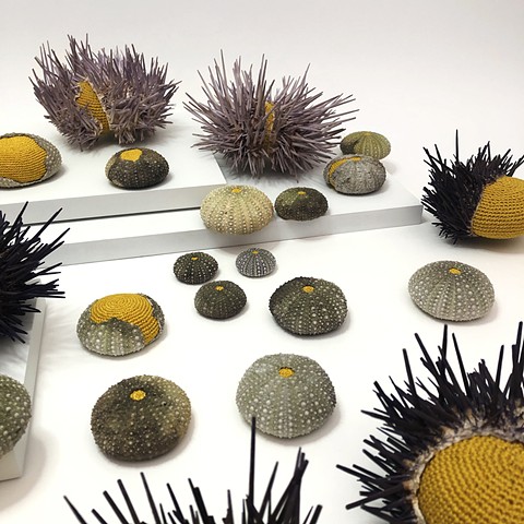 Sea Urchin Bed close up 1