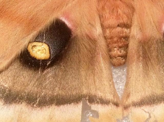 Moth spot detail 2